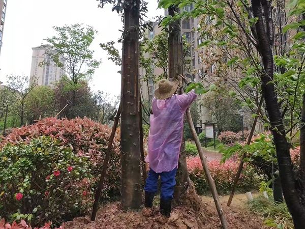 常州工厂园区树木支撑加固